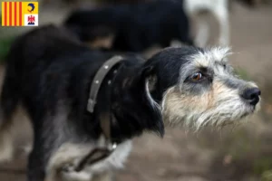 Lire la suite à propos de l’article Griffon Nivernais éleveurs et chiots en Provence-Alpes-Côte d’Azur