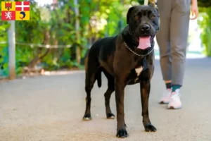 Lire la suite à propos de l’article Éleveurs de Labrastaff et chiots en Auvergne-Rhône-Alpes