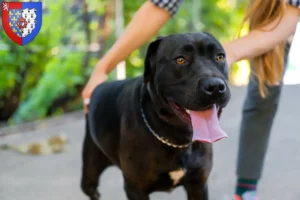 Lire la suite à propos de l’article Éleveurs de Labrastaff et chiots en Pays de la Loire