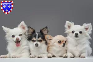 Lire la suite à propos de l’article Pomchi éleveurs et chiots en Centre-Val de Loire