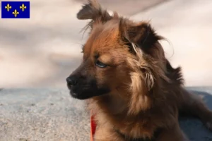 Lire la suite à propos de l’article Pomchi éleveurs et chiots en Île-de-France