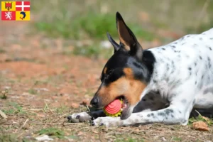 Lire la suite à propos de l’article Ratonero Valenciano éleveurs et chiots en Auvergne-Rhône-Alpes