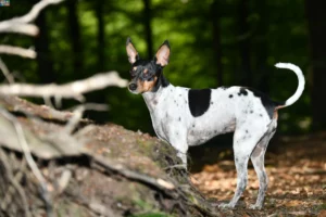 Lire la suite à propos de l’article Ratonero Valenciano éleveurs et chiots en Bourgogne-Franche-Comté