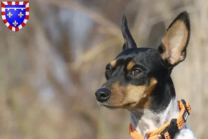 Lire la suite à propos de l’article Ratonero Valenciano éleveurs et chiots en Centre-Val de Loire