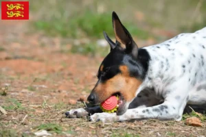 Lire la suite à propos de l’article Ratonero Valenciano éleveurs et chiots en Normandie