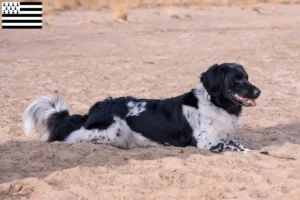 Lire la suite à propos de l’article Stabij éleveurs et chiots en Bretagne