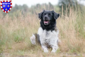 Lire la suite à propos de l’article Stabij éleveurs et chiots en Centre-Val de Loire