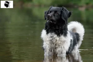 Lire la suite à propos de l’article Stabij éleveurs et chiots en Corse