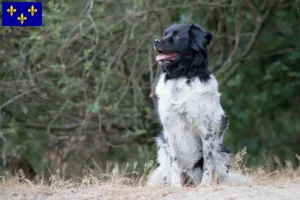 Lire la suite à propos de l’article Stabij éleveurs et chiots en Île-de-France