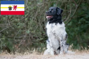 Lire la suite à propos de l’article Stabij éleveurs et chiots dans le Mecklembourg-Poméranie occidentale