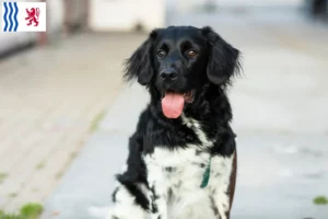 Lire la suite à propos de l’article Stabij éleveurs et chiots en Nouvelle-Aquitaine