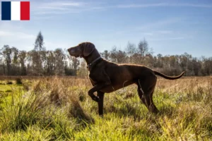 Lire la suite à propos de l’article Éleveurs et chiots de chiens allemands à poil court en Guadeloupe