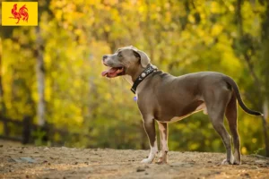 Lire la suite à propos de l’article Éleveurs d’American Pit Bull Terrier et chiots en Région wallonne