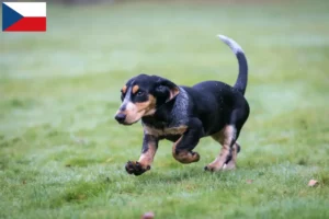 Lire la suite à propos de l’article Basset bleu de Gascogne Éleveurs et chiots en République tchèque