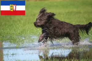 Lire la suite à propos de l’article Éleveurs de caniches et chiots dans le Schleswig-Holstein