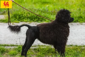 Lire la suite à propos de l’article Cão de Agua português éleveurs et chiots en Région wallonne