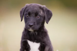 Lire la suite à propos de l’article Cão Fila de São Miguel Éleveurs et chiots en Région de Bruxelles-Capitale