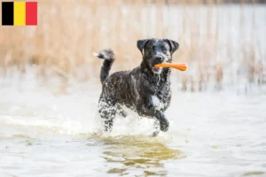 Lire la suite à propos de l’article Cão Fila de São Miguel Éleveurs et chiots en Belgique