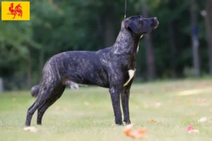 Lire la suite à propos de l’article Cão Fila de São Miguel Éleveurs et chiots en Région wallonne