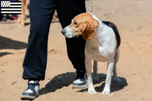 Lire la suite à propos de l’article Éleveurs de chiens courants suisses et chiots en Bretagne