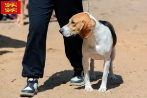 Lire la suite à propos de l’article Éleveurs de chiens courants suisses et chiots en Normandie