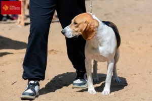 Lire la suite à propos de l’article Éleveurs suisses de chiens de basses-cours et chiots en Occitanie