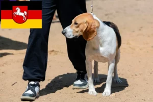 Lire la suite à propos de l’article Chien courant suisse Éleveurs et chiots en Basse-Saxe