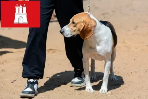 Lire la suite à propos de l’article Chien courant suisse éleveur et chiots à Hambourg