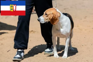 Lire la suite à propos de l’article Chien courant suisse éleveurs et chiots dans le Schleswig-Holstein