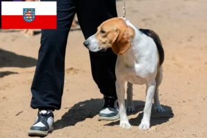 Lire la suite à propos de l’article Éleveurs de chiens courants suisses et chiots en Thuringe