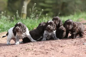 Lire la suite à propos de l’article Éleveurs de chiens de garde allemands et chiots en Région de Bruxelles-Capitale