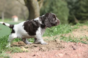 Lire la suite à propos de l’article Éleveurs de chiens de garde allemands et chiots en Région wallonne