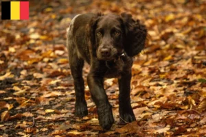 Lire la suite à propos de l’article Éleveurs de chiens de garde allemands et chiots en Flandre