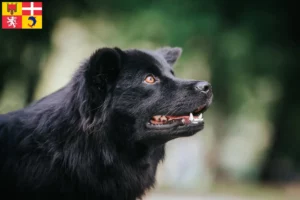 Lire la suite à propos de l’article Éleveurs de chiens lapins suédois et chiots en Auvergne-Rhône-Alpes