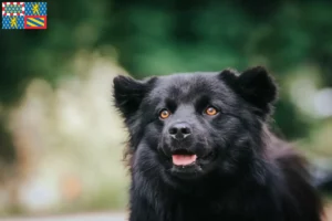 Lire la suite à propos de l’article Éleveurs de chiens lapins suédois et chiots en Bourgogne-Franche-Comté