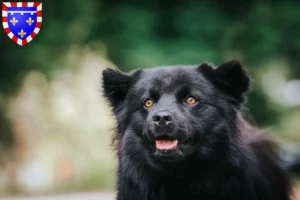 Lire la suite à propos de l’article Éleveurs de chiens lapins suédois et chiots en Centre-Val de Loire