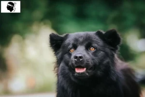 Lire la suite à propos de l’article Éleveurs de chiens lapins suédois et chiots en Corse