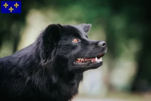 Lire la suite à propos de l’article Éleveurs de chiens lapins suédois et chiots en Île-de-France