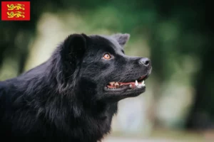 Lire la suite à propos de l’article Éleveurs de chiens lapins suédois et chiots en Normandie