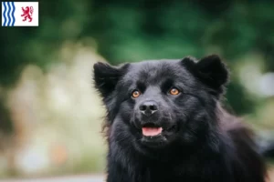 Lire la suite à propos de l’article Éleveurs de chiens lapins suédois et chiots en Nouvelle-Aquitaine