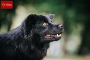 Lire la suite à propos de l’article Éleveurs de chiens lapins suédois et chiots en Occitanie