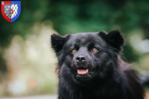 Lire la suite à propos de l’article Éleveurs de chiens lapins suédois et chiots en Pays de la Loire