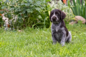 Lire la suite à propos de l’article Éleveurs de chiens de garde allemands et chiots en Belgique