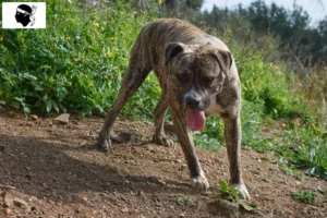 Lire la suite à propos de l’article Cimarrón Uruguayo éleveurs et chiots en Corse