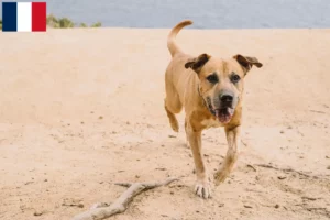 Lire la suite à propos de l’article Cimarrón Uruguayo éleveurs et chiots en France