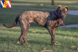 Lire la suite à propos de l’article Cimarrón Uruguayo Éleveurs et chiots en Grand Est