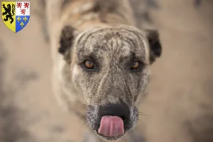 Lire la suite à propos de l’article Cimarrón Uruguayo éleveurs et chiots en Hauts-de-France