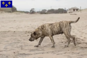 Lire la suite à propos de l’article Cimarrón Uruguayo éleveurs et chiots en Île-de-France