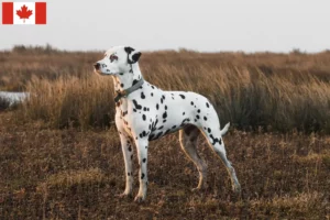 Lire la suite à propos de l’article Éleveurs de dalmatiens et chiots au Canada