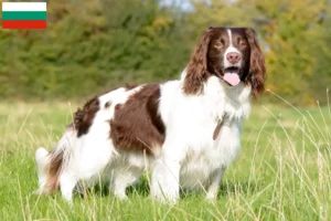 Lire la suite à propos de l’article Éleveurs d’English Springer Spaniel et chiots en Bulgarie